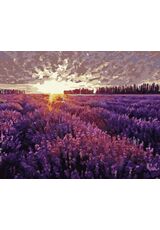 Sonnenuntergang über dem Lavendelfeld 40x50cm