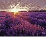 Sonnenuntergang über dem Lavendelfeld 40x50cm malen nach zahlen