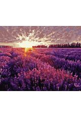 Sonnenuntergang über dem Lavendelfeld 50x65cm