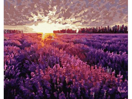 Sonnenuntergang über dem Lavendelfeld 50x65cm malen nach zahlen