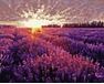 Sonnenuntergang über dem Lavendelfeld 50x65cm malen nach zahlen