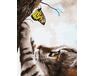 Kätzchen und Schmetterling 40x50cm malen nach zahlen