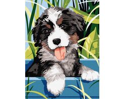 Berner Sennenhund Welpe