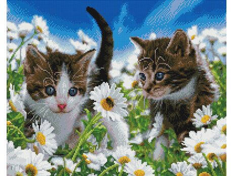 Kätzchen auf einem Kamillenfeld diamond painting