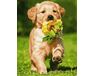 Hund mit Blume malen nach zahlen