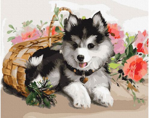 Husky-Welpe