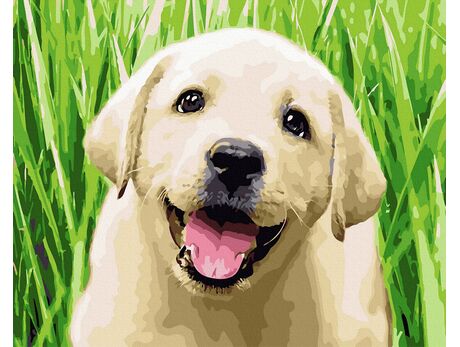 Wunderschöner Labrador-Welpe malen nach zahlen