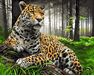 Der majestätische Jaguar malen nach zahlen
