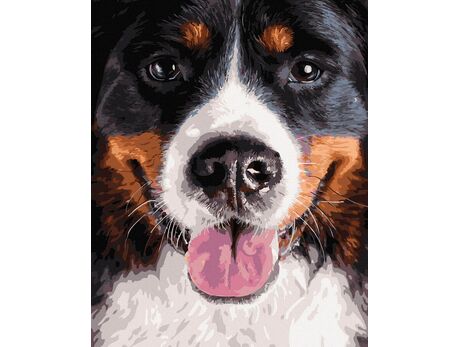 Berner Sennenhund malen nach zahlen