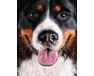 Berner Sennenhund malen nach zahlen