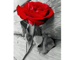 Red Rose 40x50 cm