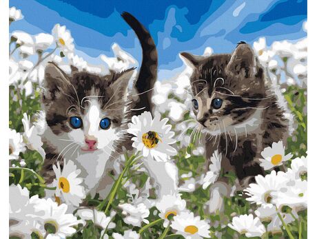 Kätzchen in einem Feld von Kamillen 40x50 cm malen nach zahlen