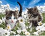 Kätzchen in einem Feld von Kamillen 40x50 cm malen nach zahlen