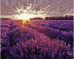 Sonnenuntergang über dem Lavendelfeld 40cm*50cm (Ohne Rahmen)