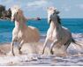 Weiße Pferde 40cm*50cm (Ohne Rahmen) malen nach zahlen