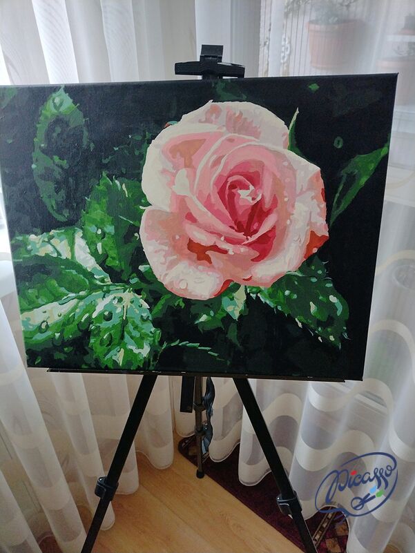 Rose in den Regentropfen